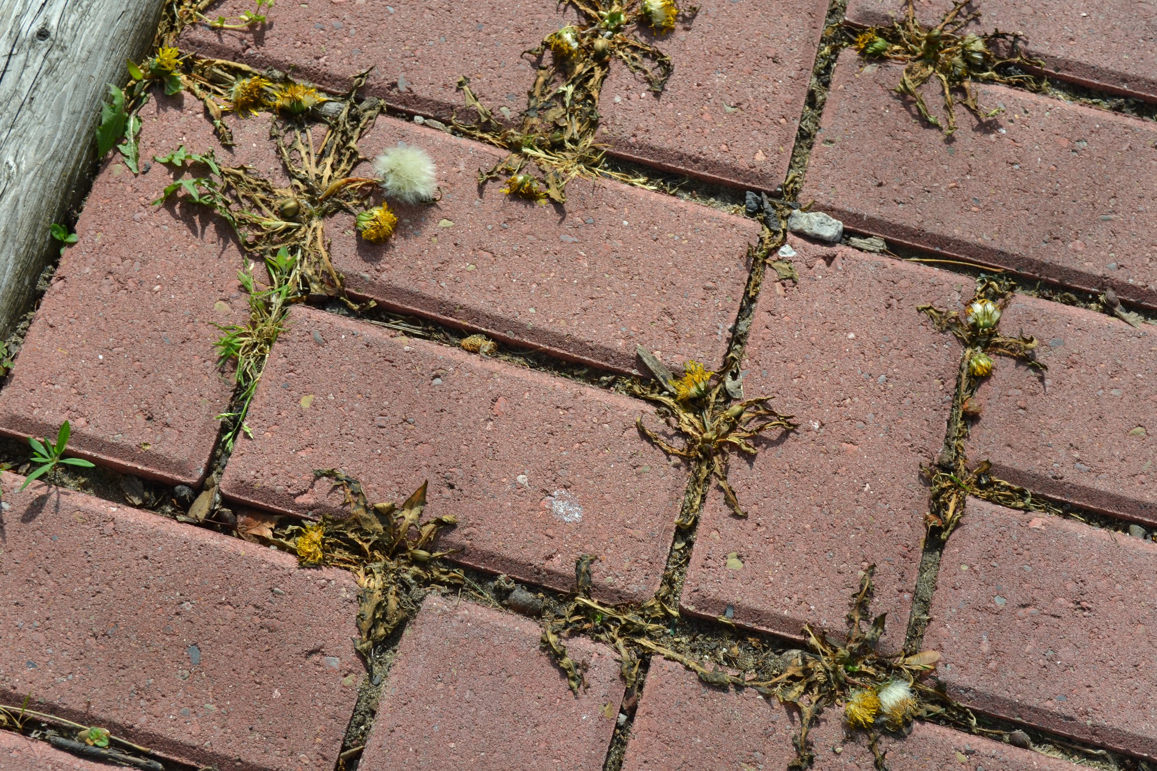 Crack & Crevice Control NutriLawn